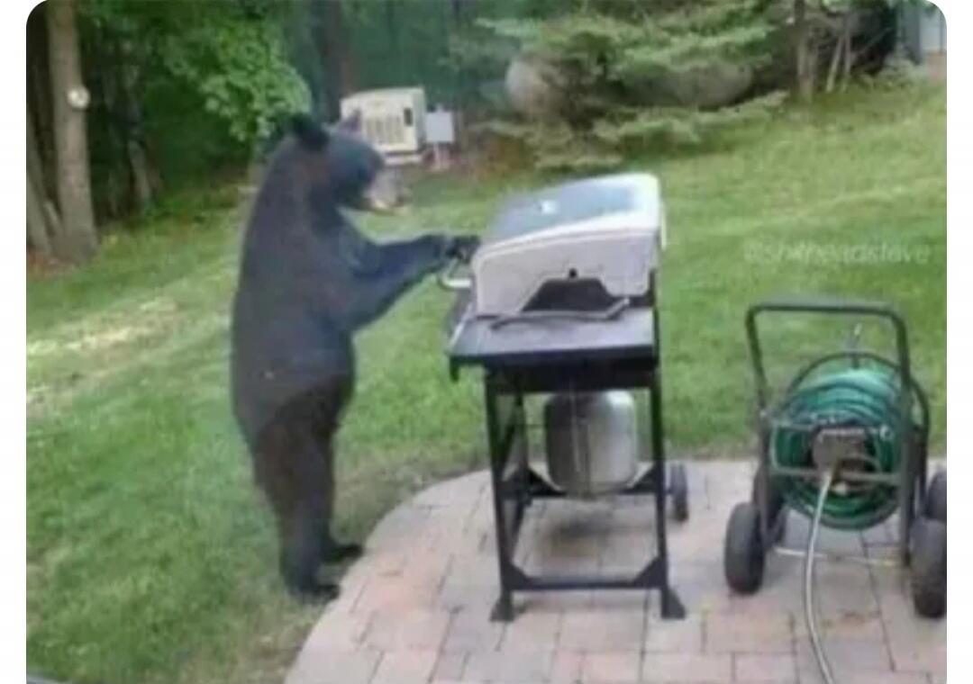 A black bear stands on its hind legs, appearing to operate a BBQ grill in a backyard. A hose reel cart is visible nearby. The watermark reads '@sh4theadsteve'.