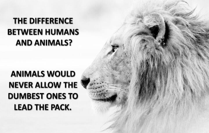 THE DIFFERENCE BETWEEN HUMANS AND ANIMALS? ANIMALS WOULD NEVER ALLOW THE DUMBEST ONES TO LEAD THE PACK.