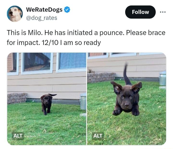 WeRateDogs 5 dog rates This is Milo He has initiated a pounce Please brace for impact 1210 am so ready