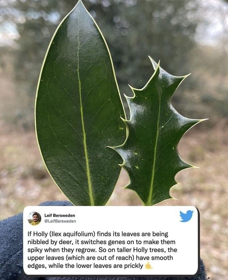 3 Lot Borvden If Holly lex aquifolium finds ts leaves are being nibbled by deer it switches genes on to make them spiky when they regrow So on talle Holy trees the upper leaves which are out of reach have smooth edges while the lower leaves are prickly