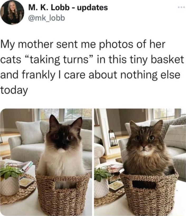 M K Lobb updates mk_lobb My mother sent me photos of her cats taking turns in this tiny basket and frankly care about nothing else today
