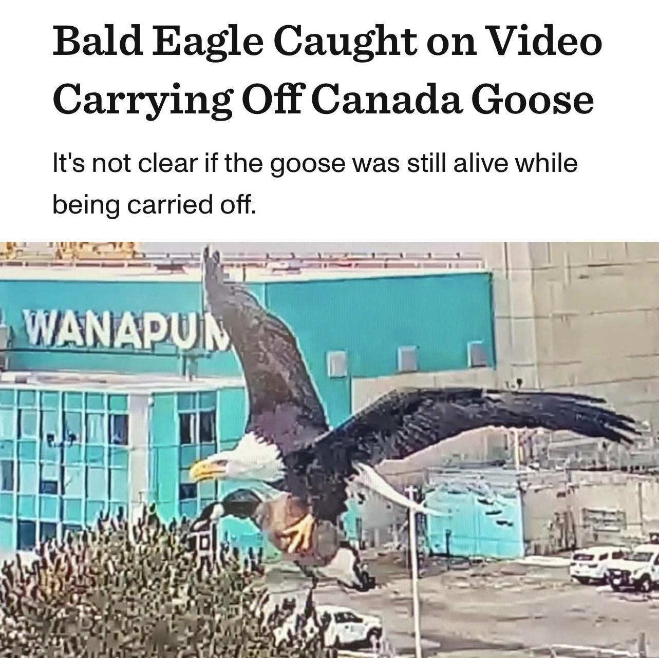 Bald Eagle Caught on Video Carrying Off Canada Goose Its not clear if the goose was still alive while being carried off
