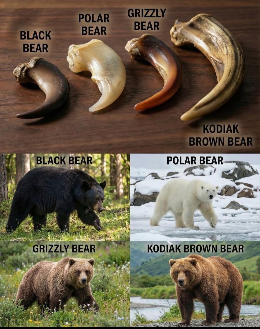 BLACK BEAR  POLAR BEAR  GRIZZLY BEAR  KODIAK BROWN BEAR
BLACK BEAR  POLAR BEAR  GRIZZLY BEAR  KODIAK BROWN BEAR