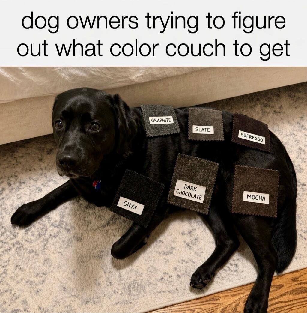 dog owners trying to figure out what color couch to get