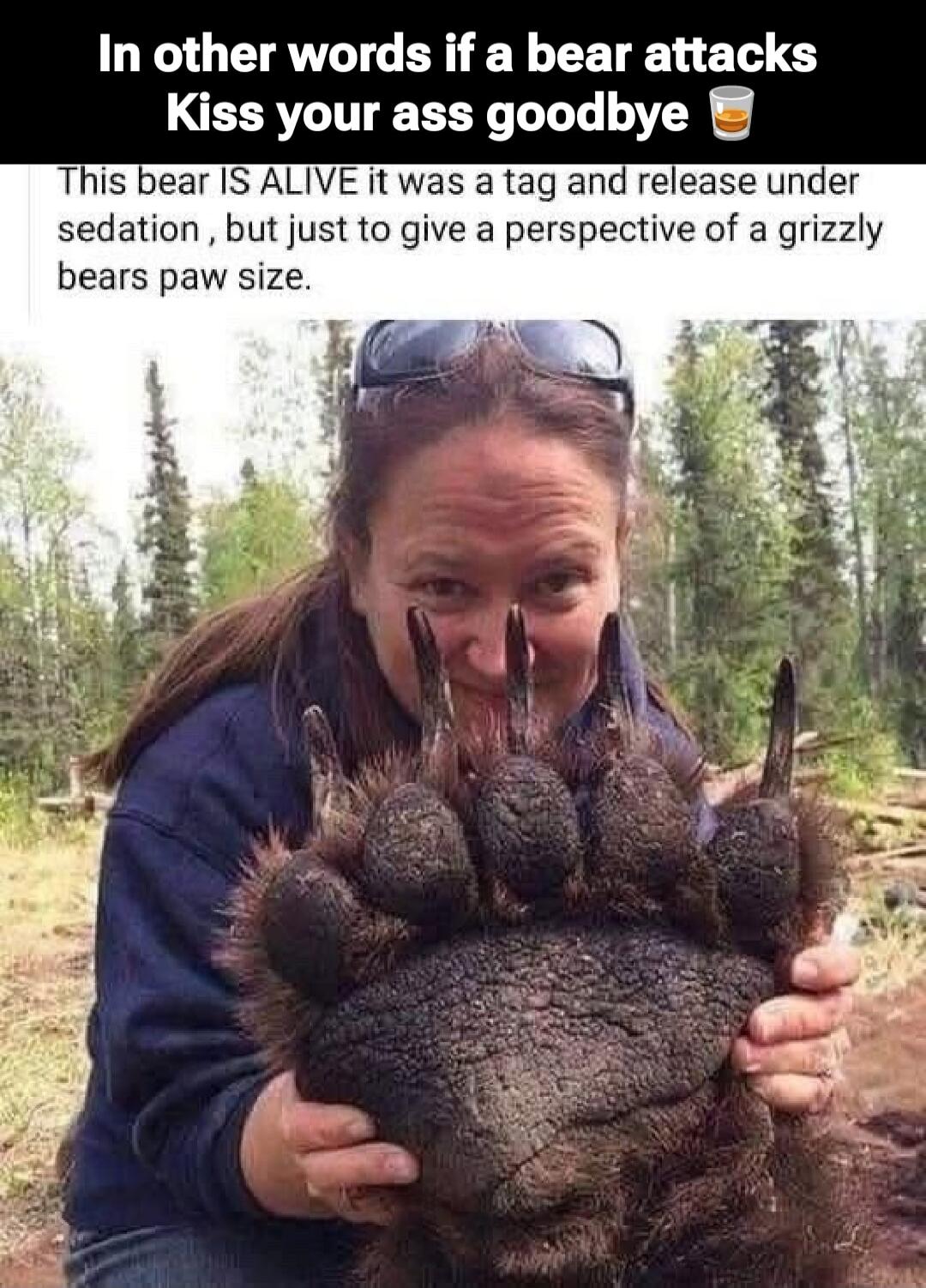 In other words if a bear attacks Kiss your ass goodbye 🍺
This bear IS ALIVE it was a tag and release under sedation, but just to give a perspective of a grizzly bears paw size.