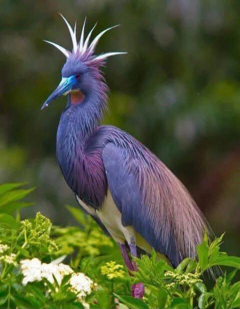 A purple-blue crested bird perched on green foliage.