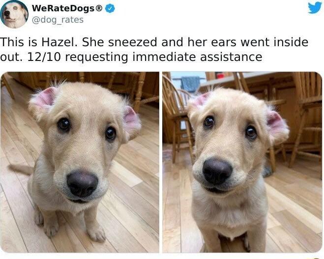 WeRateDogs L 4 dog_rates This is Hazel She sneezed and her ears went inside out 1210 requesting immediate assistance