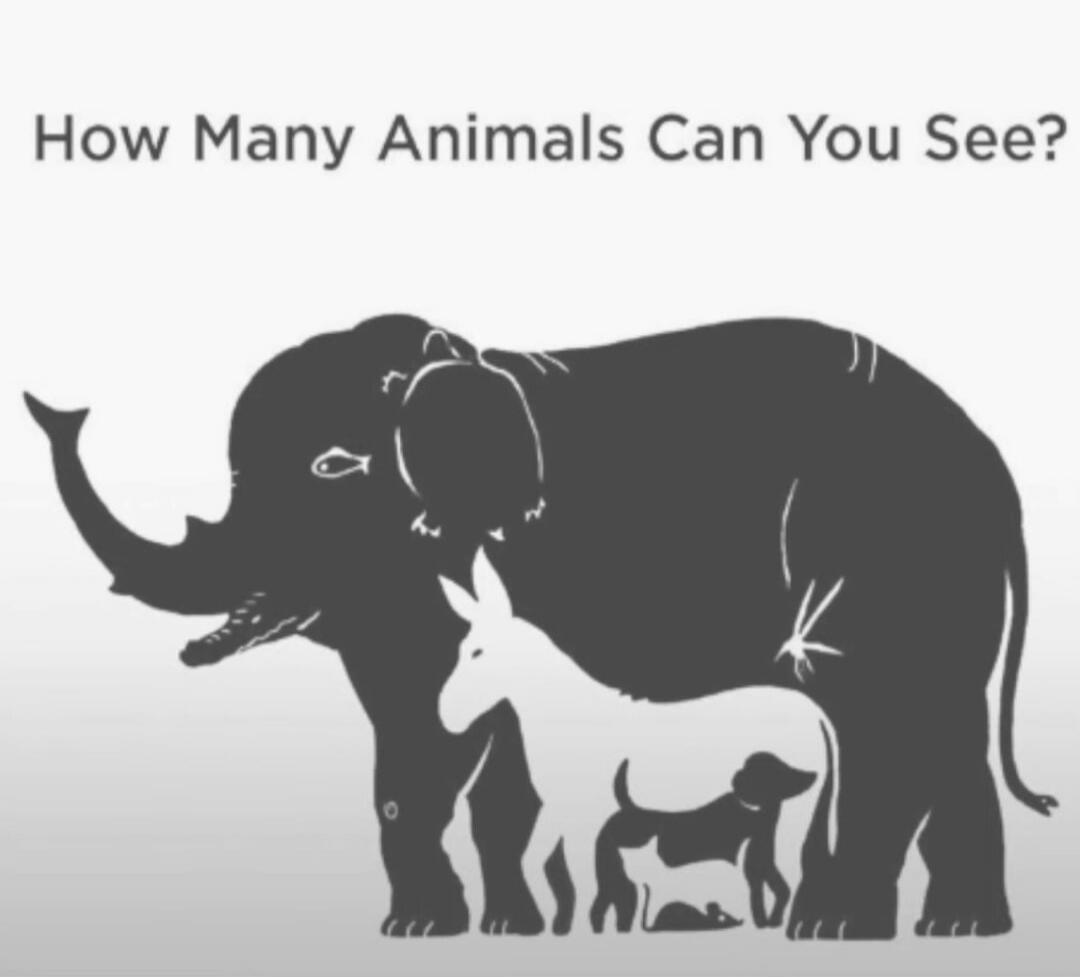 How Many Animals Can You See?