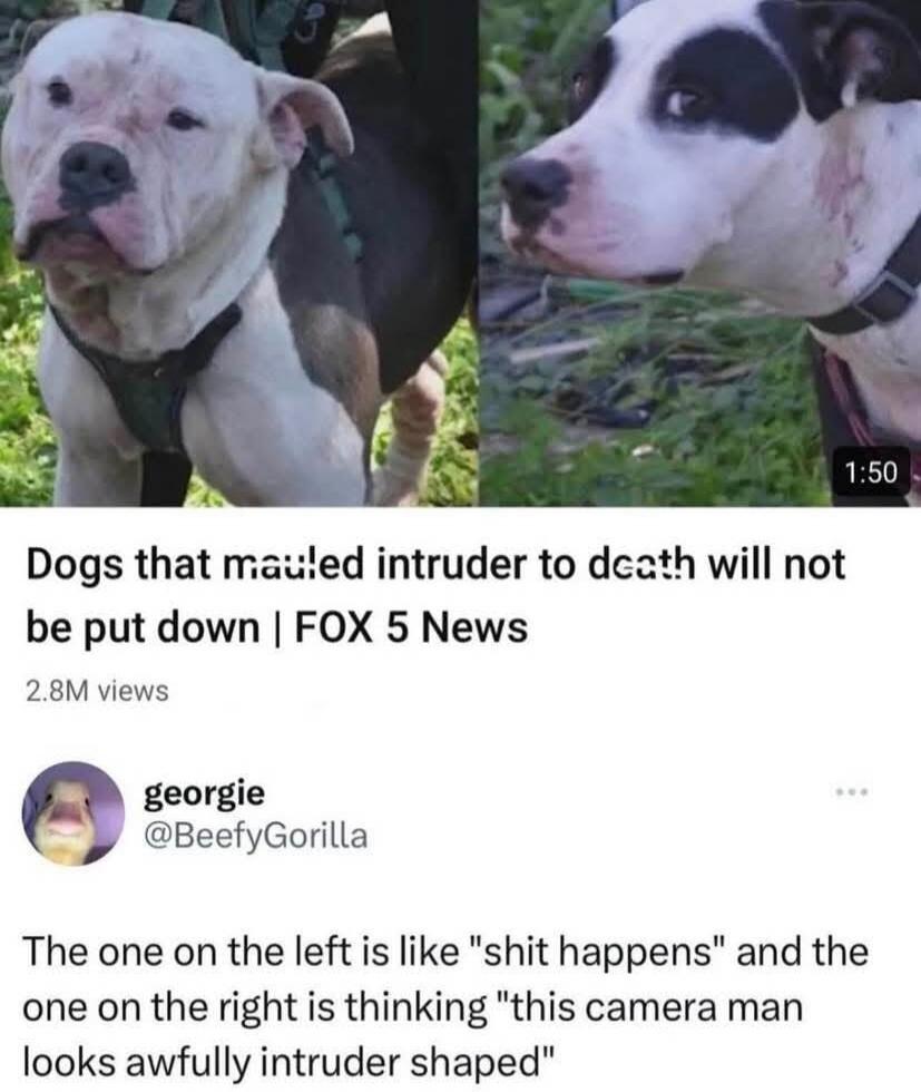 Dogs that mauled intruder to death will not be put down | FOX 5 News
2.8M views
georgie @BeefyGorilla
The one on the left is like 