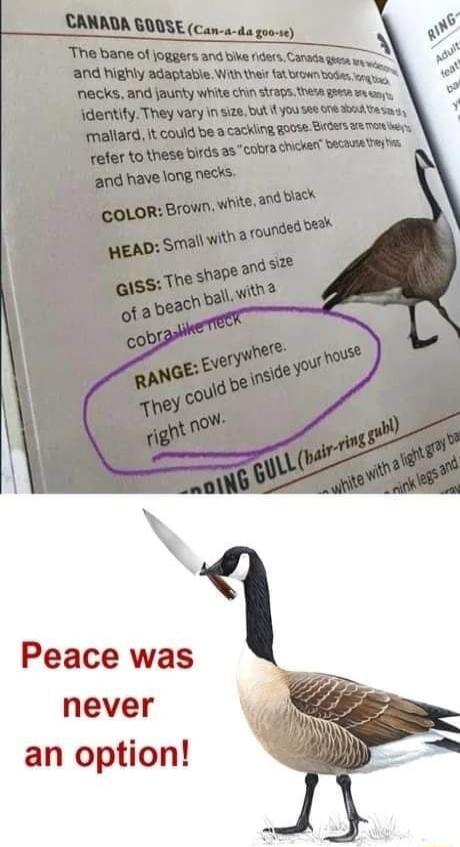 CANADA GOOSE (Can-a-da goo-se) The bane of joggers and bike riders, Canada geese are wide and highly adaptable. With their fat brown bodies, long black necks, and jaunty white chin straps, these geese are easy to identify. They vary in size, but if you see one about the size of a mallard, it could be a cackling goose. Birders are more likely to ref