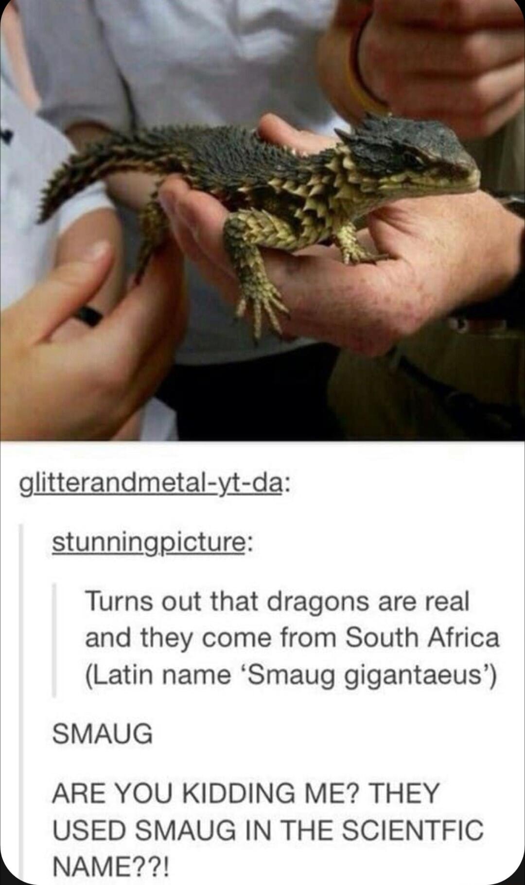 glitterandmetal yt da stunningpicture Turns out that dragons are real and they come from South Africa Latin name Smaug gigantaeus SMAUG ARE YOU KIDDING ME THEY USED SMAUG IN THE SCIENTFIC L NAME 4
