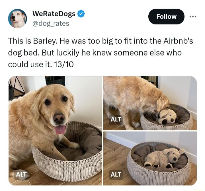 WeRateDogs dog rates This is Barley He was too big to fit into the Airbnbs dog bed But luckily he knew someone else who could use it 1310