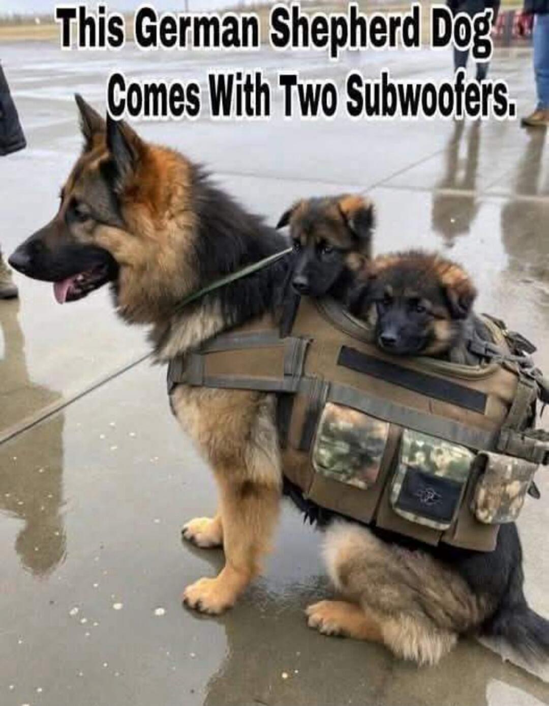 This German Shepherd Dog Comes With Two Subwoofers.