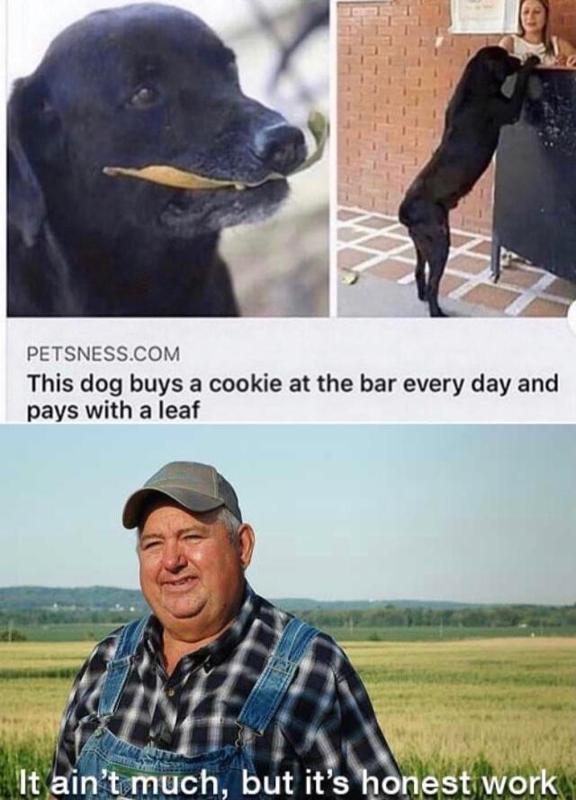 PETSNESSCOM This dog buys a cookie at the bar every day and pays with a leaf