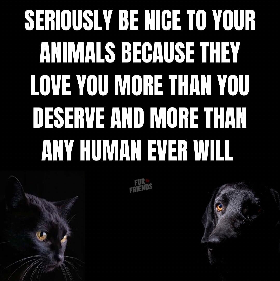 SERIOUSLY BE NICE TO YOUR ANIMALS BECAUSE THEY LOVE YOU MORE THAN YOU DESERVE AND MORE THAN ANY HUMAN EVER WILL