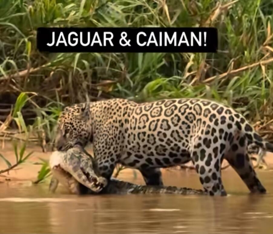 JAGUAR & CAIMAN!
