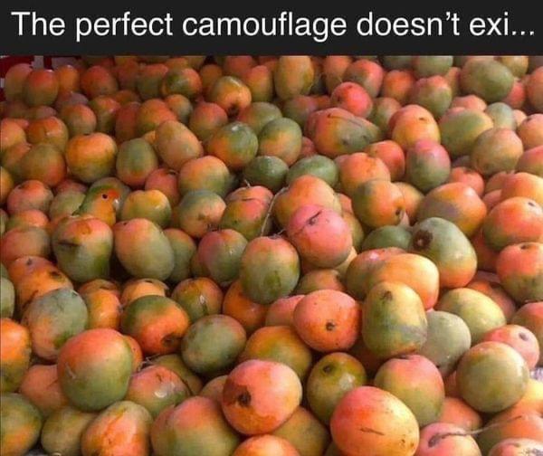 The perfect camouflage doesnt exi