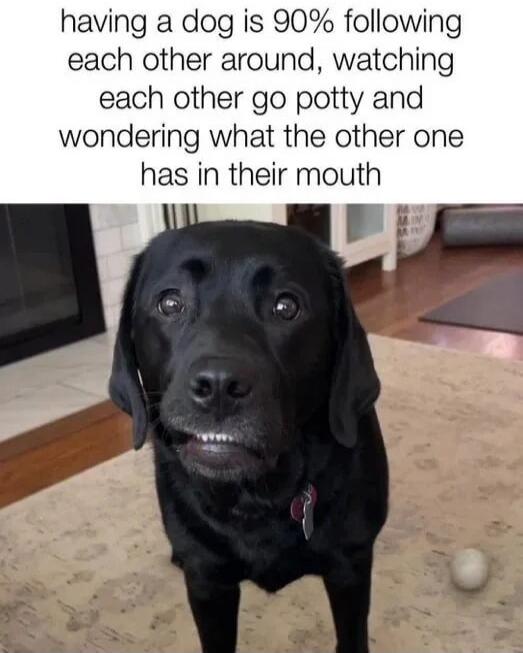 having a dog is 90% following each other around, watching each other go potty and wondering what the other one has in their mouth
