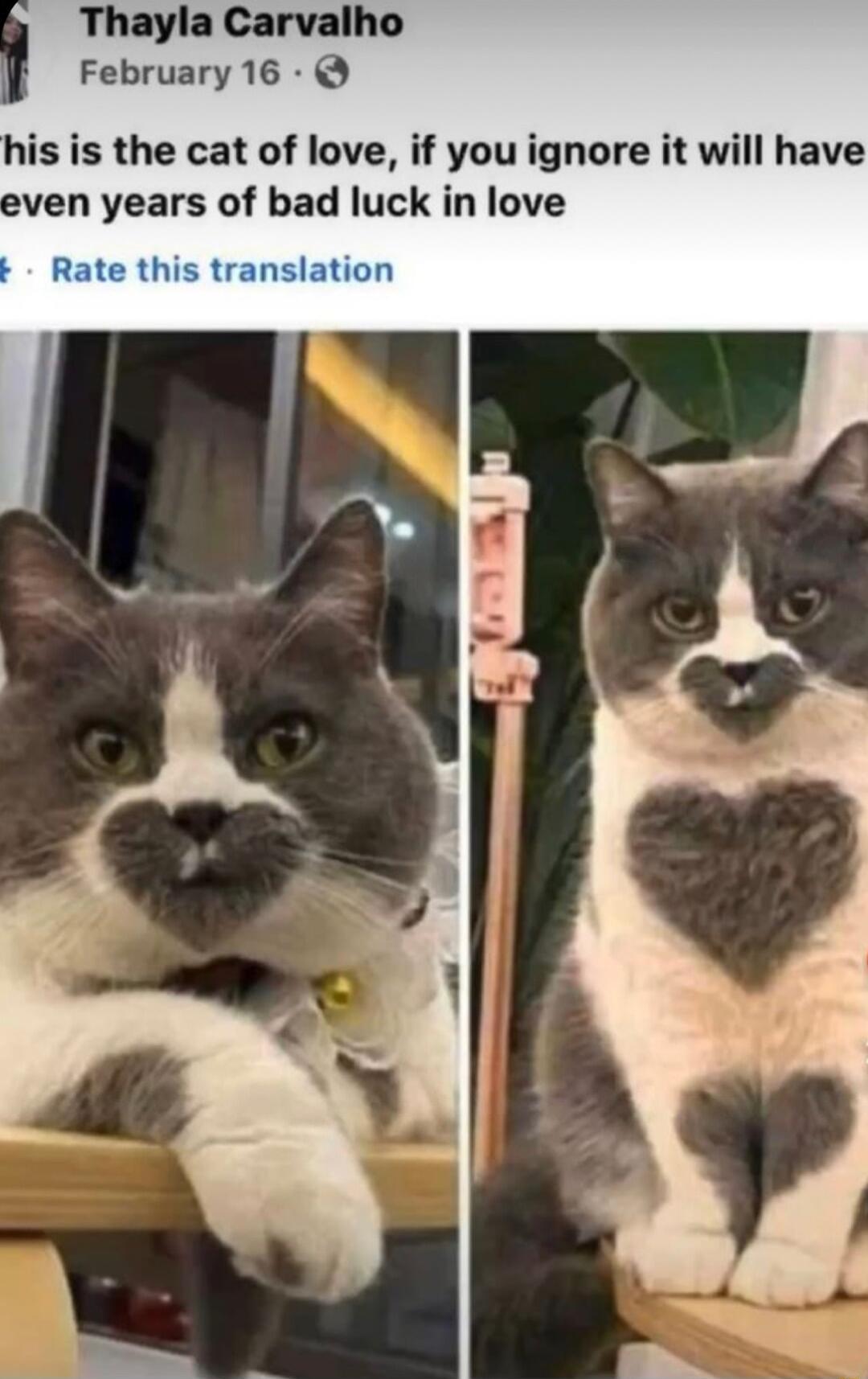 Thayla Carvalho February 16 his is the cat of love if you ignore it will have even years of bad luck in love