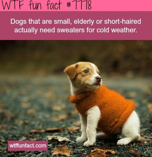 F fun fact 1113 Dogs that are small elderly or short haired actually need sweaters for cold weather