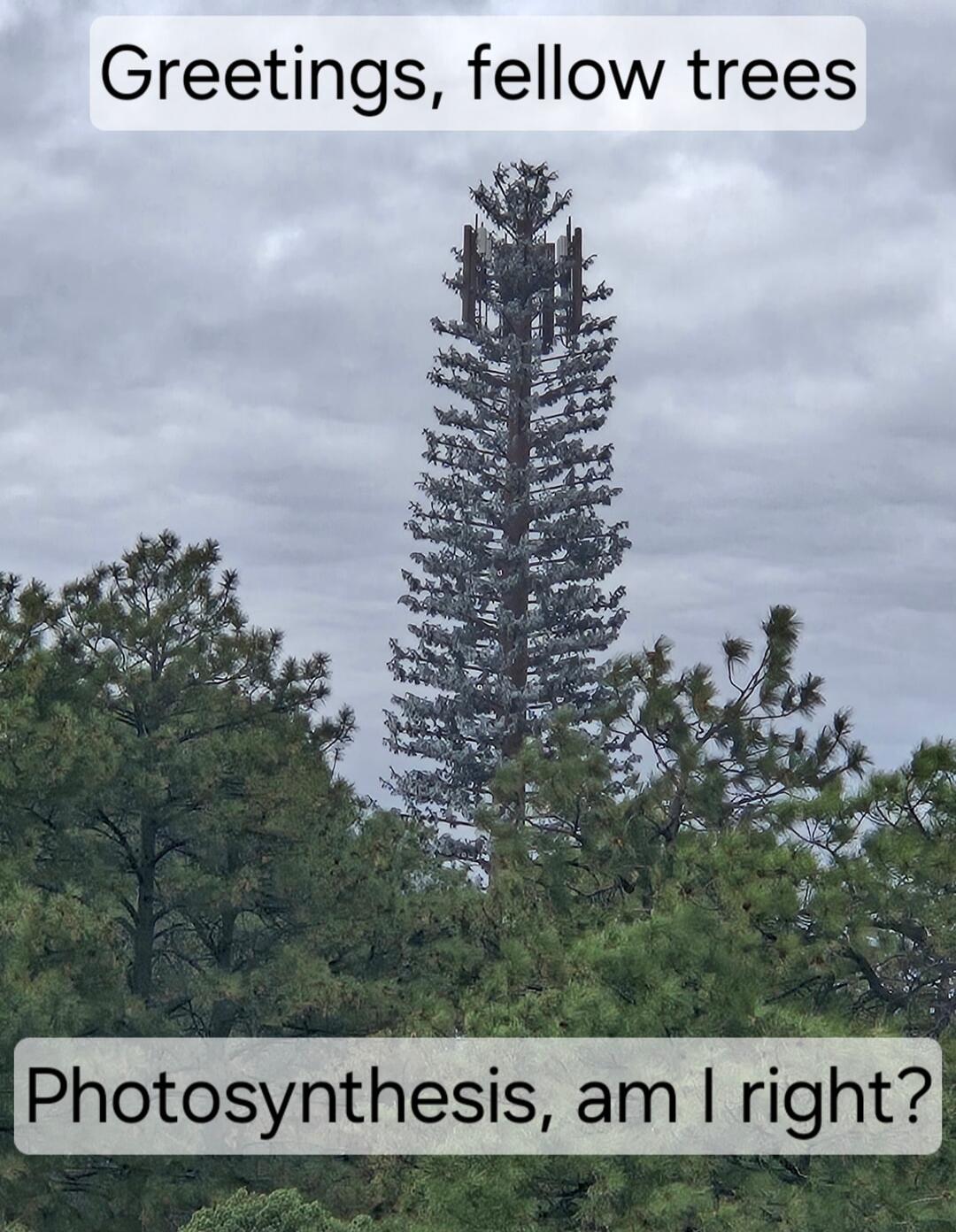 Greetings fellow trees Photosynthesis am right