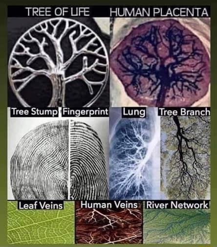 TREE OF UFE __HUMAN PLACENTA