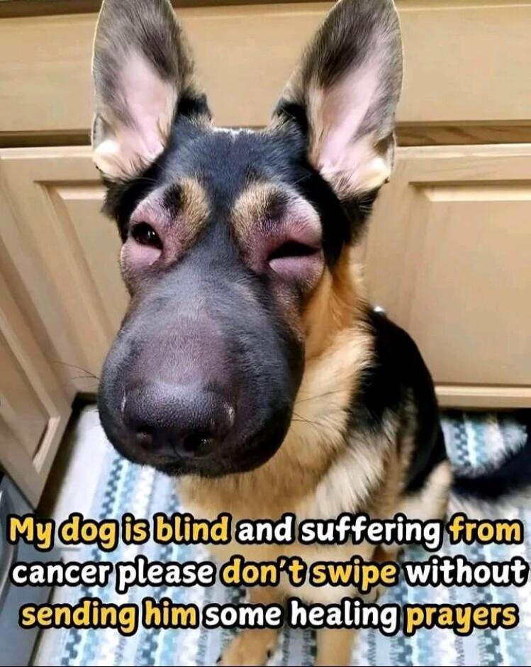 My dog is blind and suffering from cancer please don't swipe without sending him some healing prayers