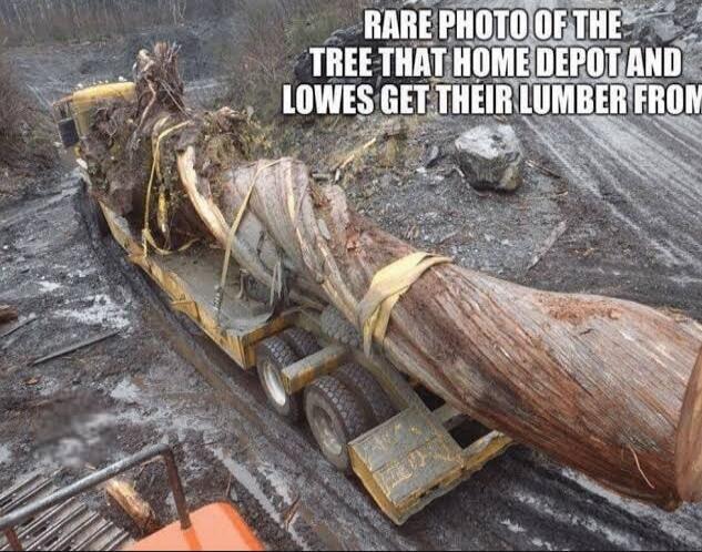 RARE PHOTO OF THE TREE THAT HOME DEPOT AND LOWES GET THEIR LUMBER FROM