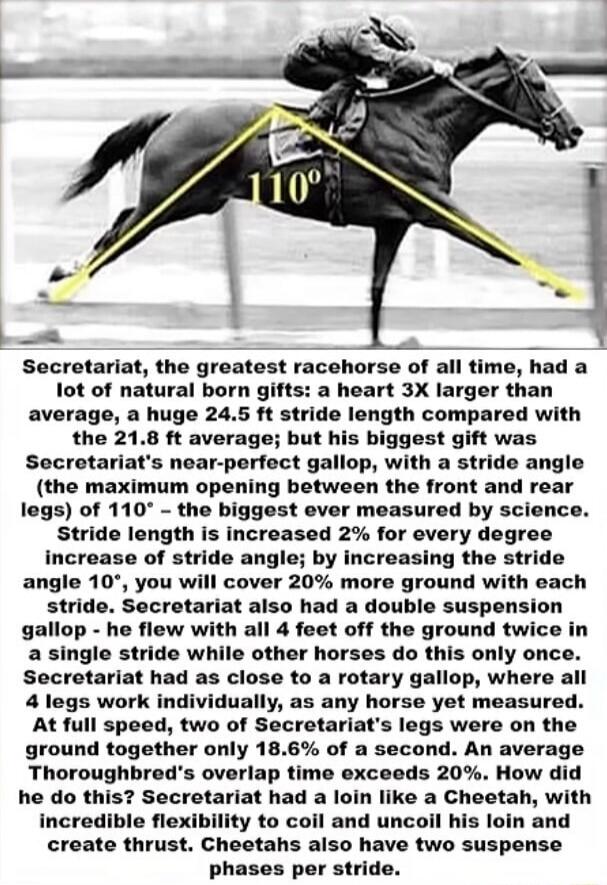 Secretariat, the greatest racehorse of all time, had a lot of natural born gifts: a heart 3X larger than average, a huge 24.5 ft stride length compared with the 21.8 ft average; but his biggest gift was Secretariat's near-perfect gallop, with a stride angle (the maximum opening between the front and rear legs) of 110° - the biggest ever measured by