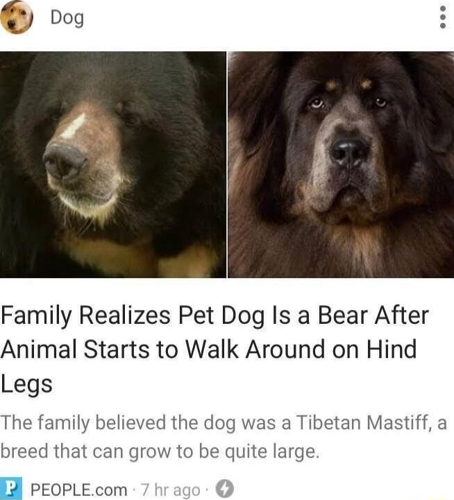 Family Realizes Pet Dog Is a Bear After Animal Starts to Walk Around on Hind Legs The family believed the dog was a Tibetan Mastiff a breed that can grow to be quite large 5l PEOPLEcom