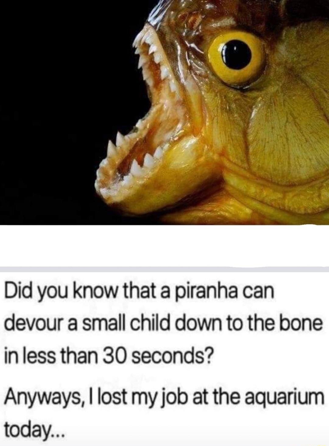 Did you know that a piranha can devour a small child down to the bone in less than 30 seconds Anyways lost my job at the aquarium today