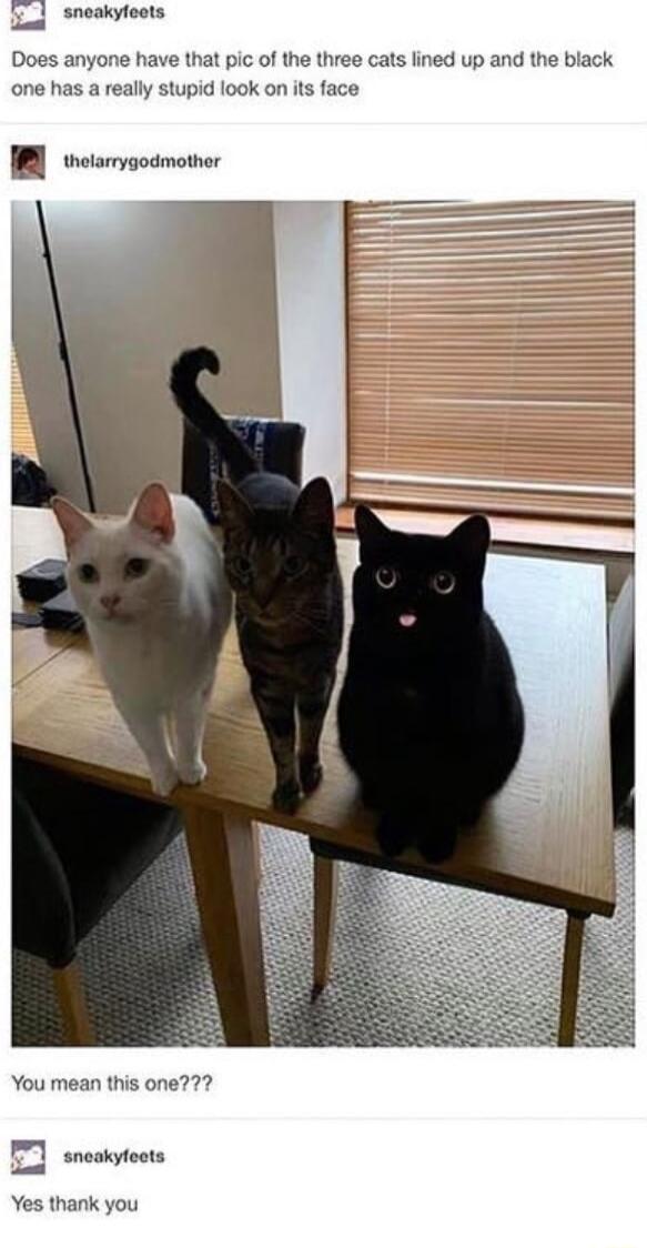 Ueag Sneckyfeets Does anyone have that pic of the three cats lined up and the black one has a really stupid ook on its fact B vetarvgosmotnr You mean this one P1 sncakyteots Yes thank you