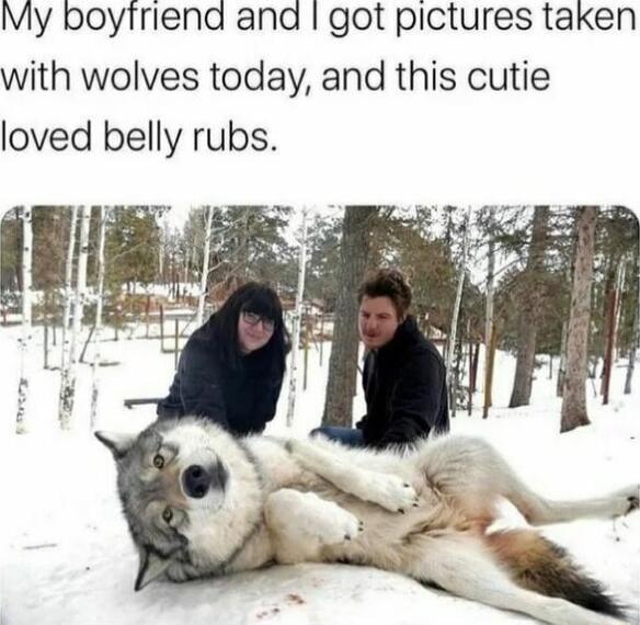 My boyiriend and got pictures taken with wolves today and this cutie loved belly rubs