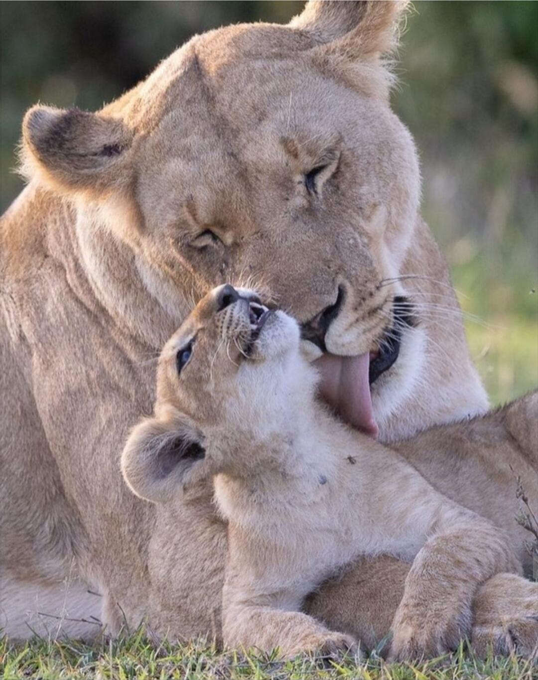 A lioness licking a cub.