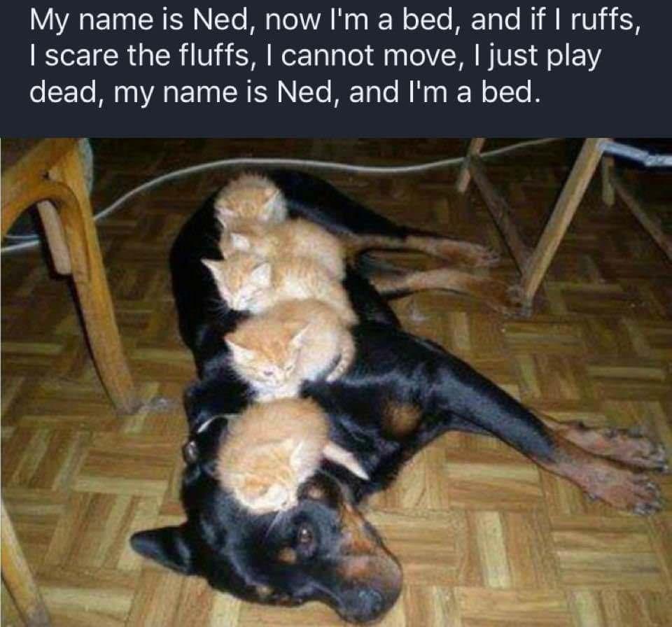 My name is Ned now Im a bed and if ruffs scare the fluffs cannot move just play dead my name is Ned and Im a bed