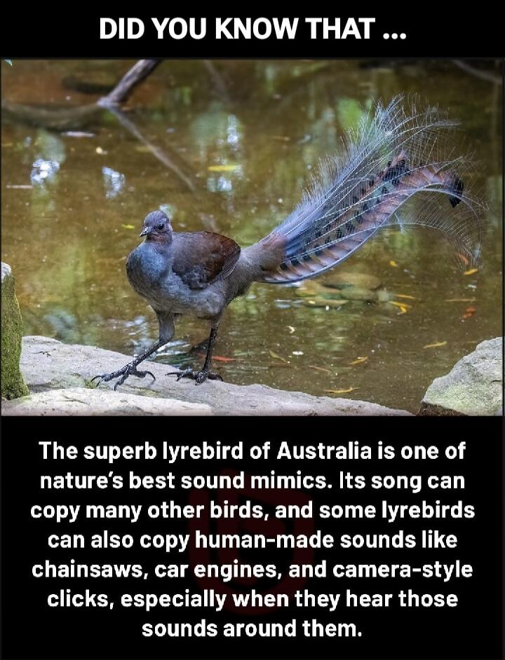 DID YOU KNOW THAT ... The superb lyrebird of Australia is one of nature's best sound mimics. Its song can copy many other birds, and some lyrebirds can also copy human-made sounds like chainsaws, car engines, and camera-style clicks, especially when they hear those sounds around them.