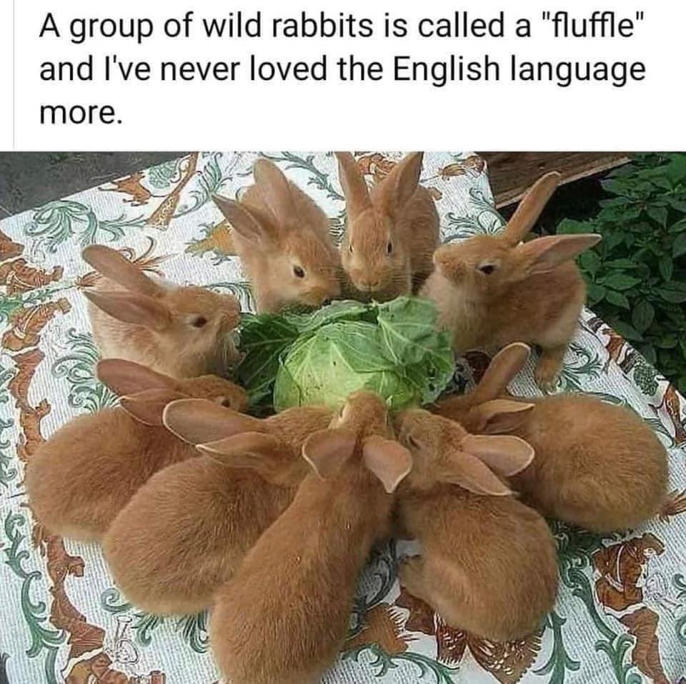 A group of wild rabbits is called a fluffle and Ive never loved the English language