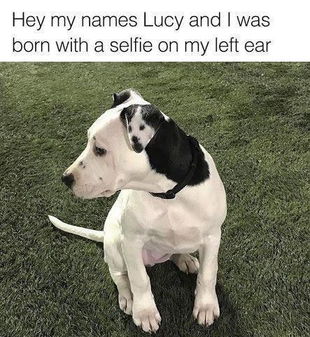 Hey my names y and was born with a selfie on my left ear