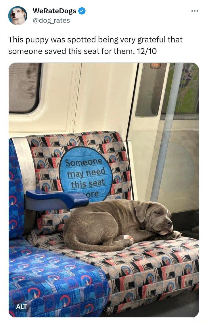 This puppy was spotted being very grateful that someone saved this seat for them 1210