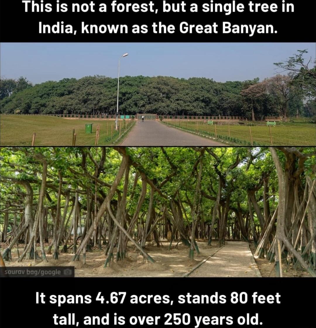 This Is not a forest but a single tree in India known as the Great Banyan It spans 467 acres stands 80 feet tall and is over 250 years old