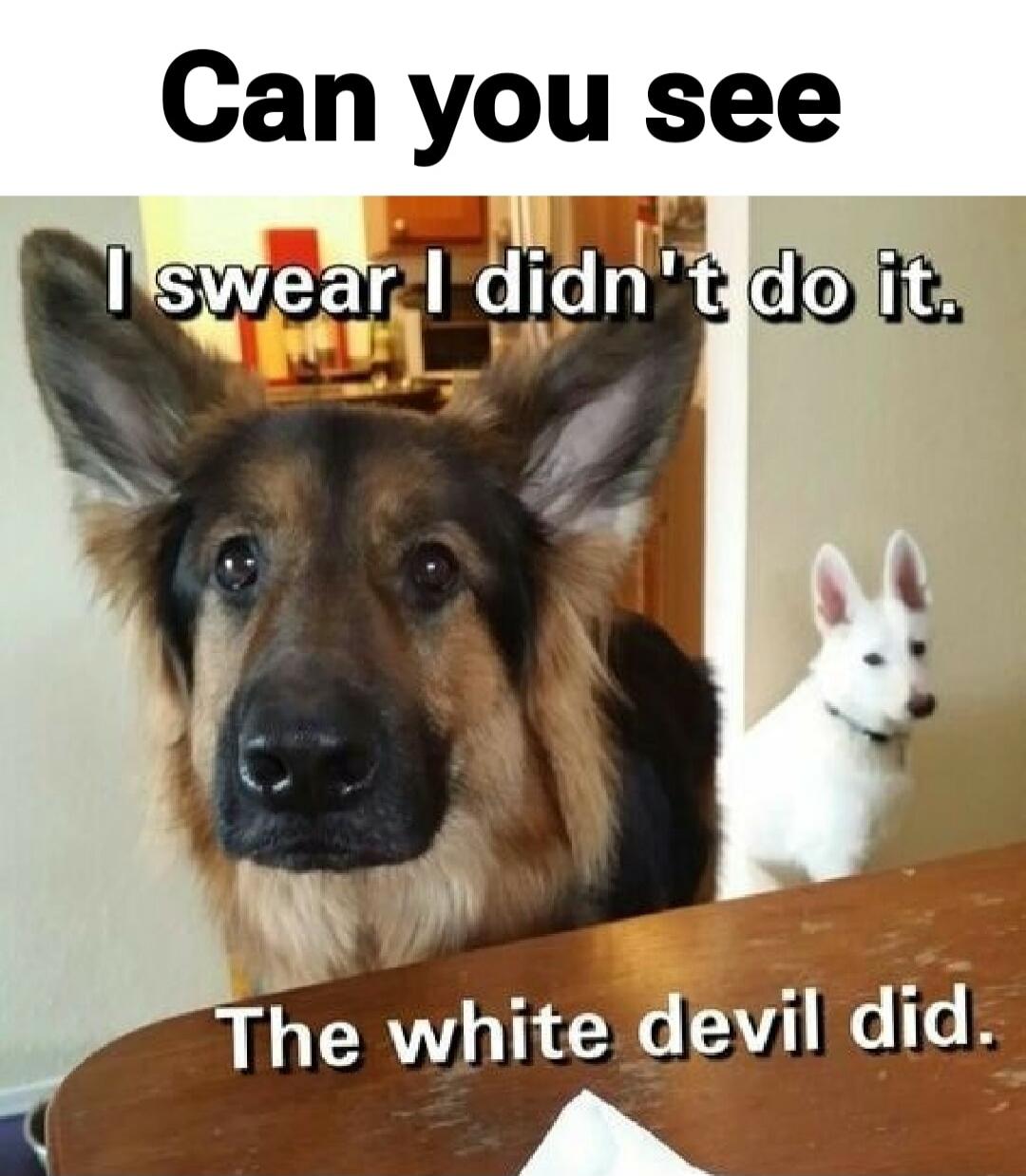 Can you see I swear I didn't do it. The white devil did.