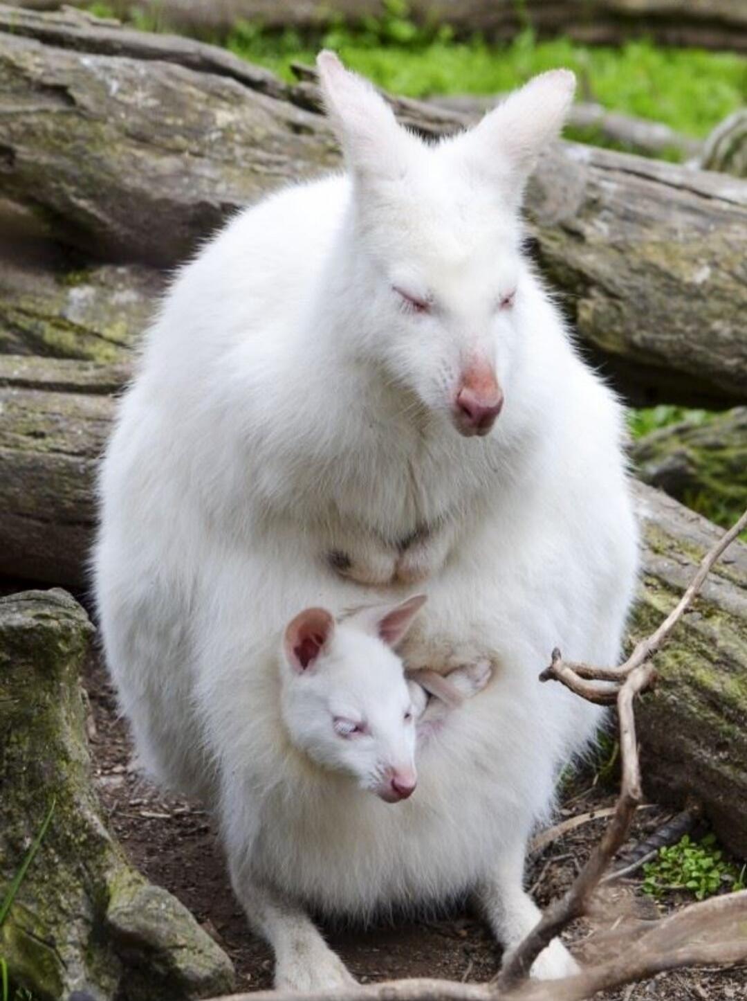 An albino wallaby with its joey in the pouch. Both animals have white fur, pink noses, and appear to be resting with their eyes closed. The joey's head is peeking out from the mother's pouch.