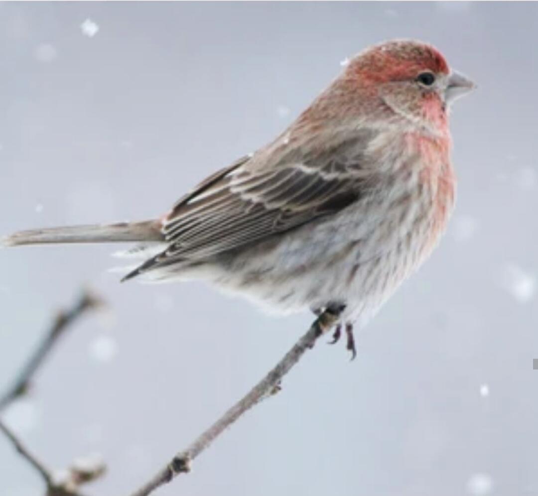 Bird perched on a branch in a snowy background.