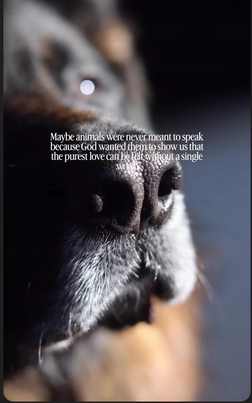 Maybe animals were never meant to speak because God wanted them to show us that the purest love can be felt without a single word.