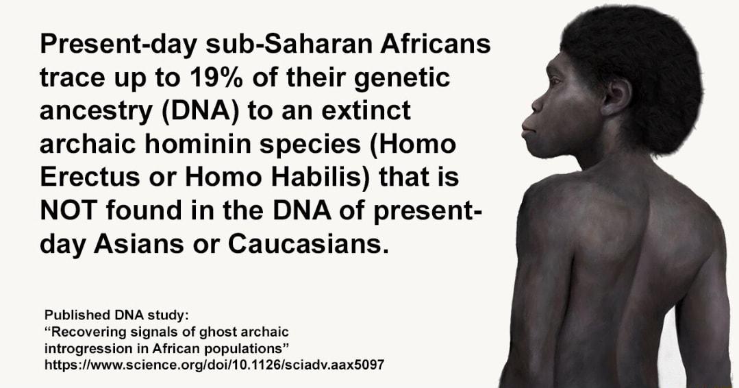 Present day sub Saharan Africans trace up to 19 of their genetic ancestry DNA to an extinct archaic hominin species Homo Erectus or Homo Habilis that is NOT found in the DNA of present day Asians or Caucasians Published DNA study Recovering signals of ghost archaic introgression in African populations httpswwwscienceorgdoi101126sciadvaax5097