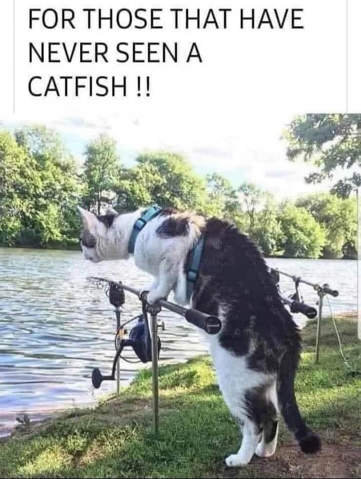 FOR THOSE THAT HAVE NEVER SEEN A CATFISH !!