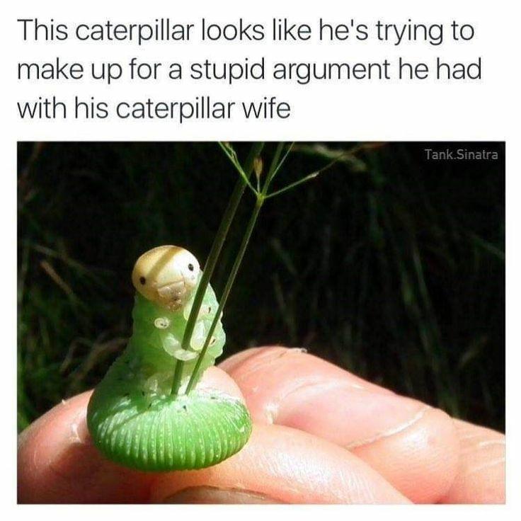 This caterpillar looks like hes trying to make up for a stupid argument he had with his caterpillar wife