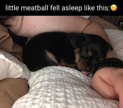 little meatball fell asleep like this