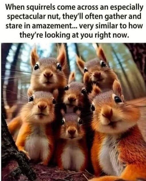 When squirrels come across an especially spectacular nut, they'll often gather and stare in amazement... very similar to how they're looking at you right now.