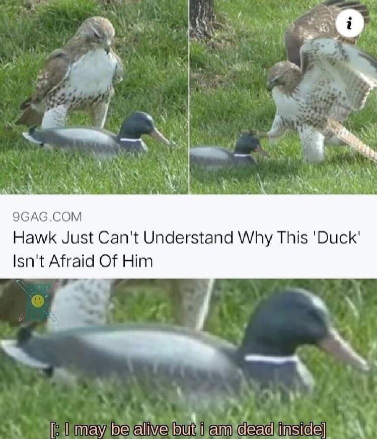 9GAGCOM Hawk Just Cant Understand Why This Duck Isnt Afraid Of Him B 1 B ey o2 elliva ot em ceeel ingleE